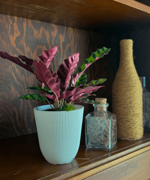 Alternative view of Calathea Rattlesnake (Calathea Lancifolia Goeppertia Insignis) - 4 Inch Indoor Houseplant