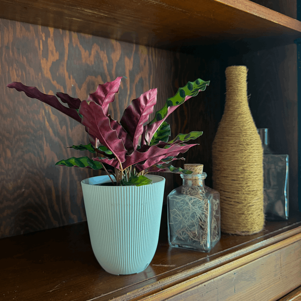Calathea Rattlesnake (Calathea Lancifolia Goeppertia Insignis) - 4 Inch Indoor Houseplant - Image 2