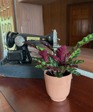 Calathea Rattlesnake (Calathea Lancifolia Goeppertia Insignis) - 4 Inch Indoor Houseplant - Image 3