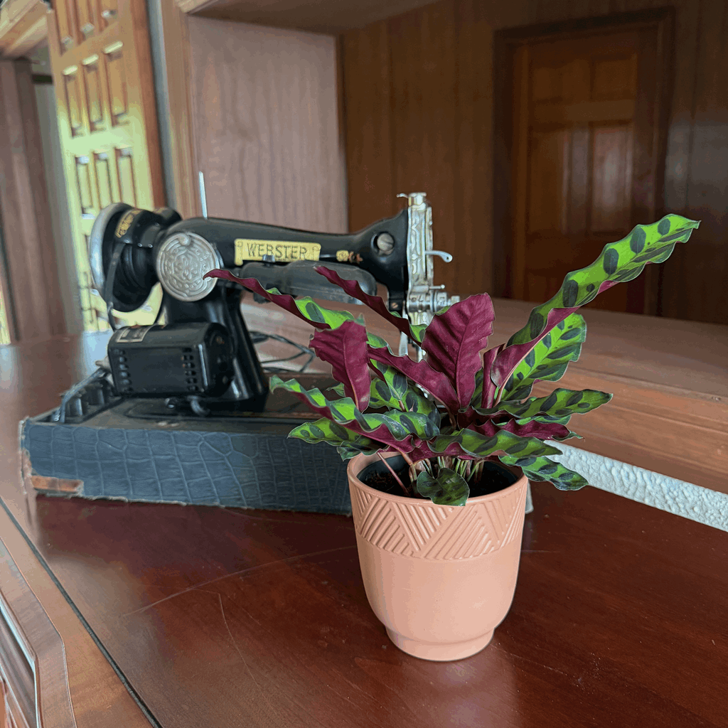 Calathea Rattlesnake (Calathea Lancifolia Goeppertia Insignis) - 4 Inch Indoor Houseplant - Image 3