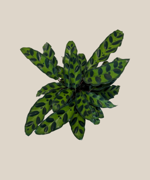 Calathea Rattlesnake (Calathea Lancifolia Goeppertia Insignis) - 4 Inch Indoor Houseplant - Image 4