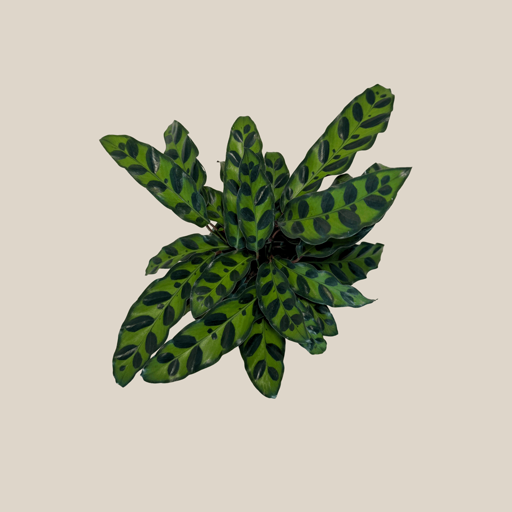 Calathea Rattlesnake (Calathea Lancifolia Goeppertia Insignis) - 4 Inch Indoor Houseplant - Image 4