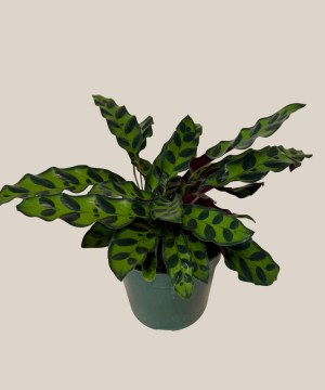Calathea Rattlesnake (Calathea Lancifolia Goeppertia Insignis) - 4 Inch Indoor Houseplant