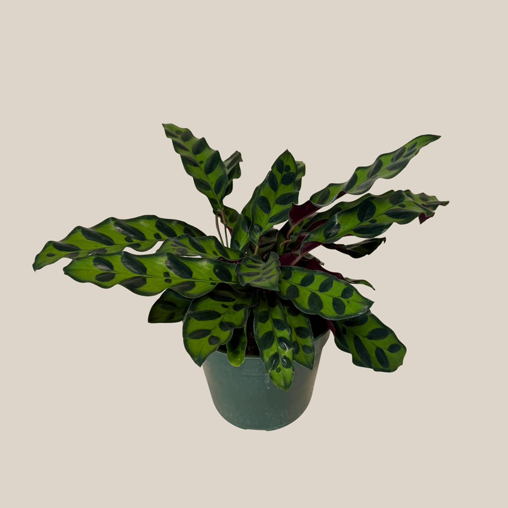 Calathea Rattlesnake (Calathea Lancifolia Goeppertia Insignis) - 4 Inch Indoor Houseplant