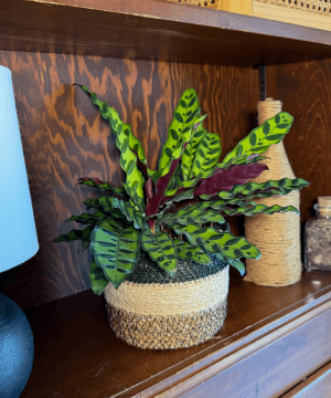 Alternative view of Calathea Rattlesnake (Calathea Lancifolia Goeppertia Insignis) - 6 Inch Indoor Houseplant