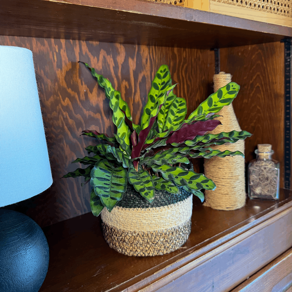 Calathea Rattlesnake (Calathea Lancifolia Goeppertia Insignis) - 6 Inch Indoor Houseplant - Image 2