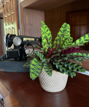 Calathea Rattlesnake (Calathea Lancifolia Goeppertia Insignis) - 6 Inch Indoor Houseplant - Image 3