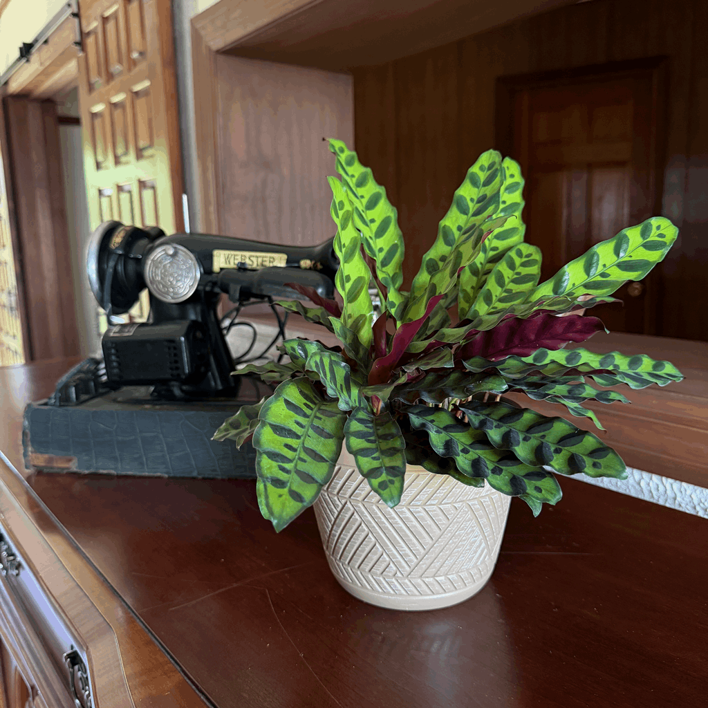 Calathea Rattlesnake (Calathea Lancifolia Goeppertia Insignis) - 6 Inch Indoor Houseplant - Image 3