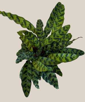 Calathea Rattlesnake (Calathea Lancifolia Goeppertia Insignis) - 6 Inch Indoor Houseplant - Image 4