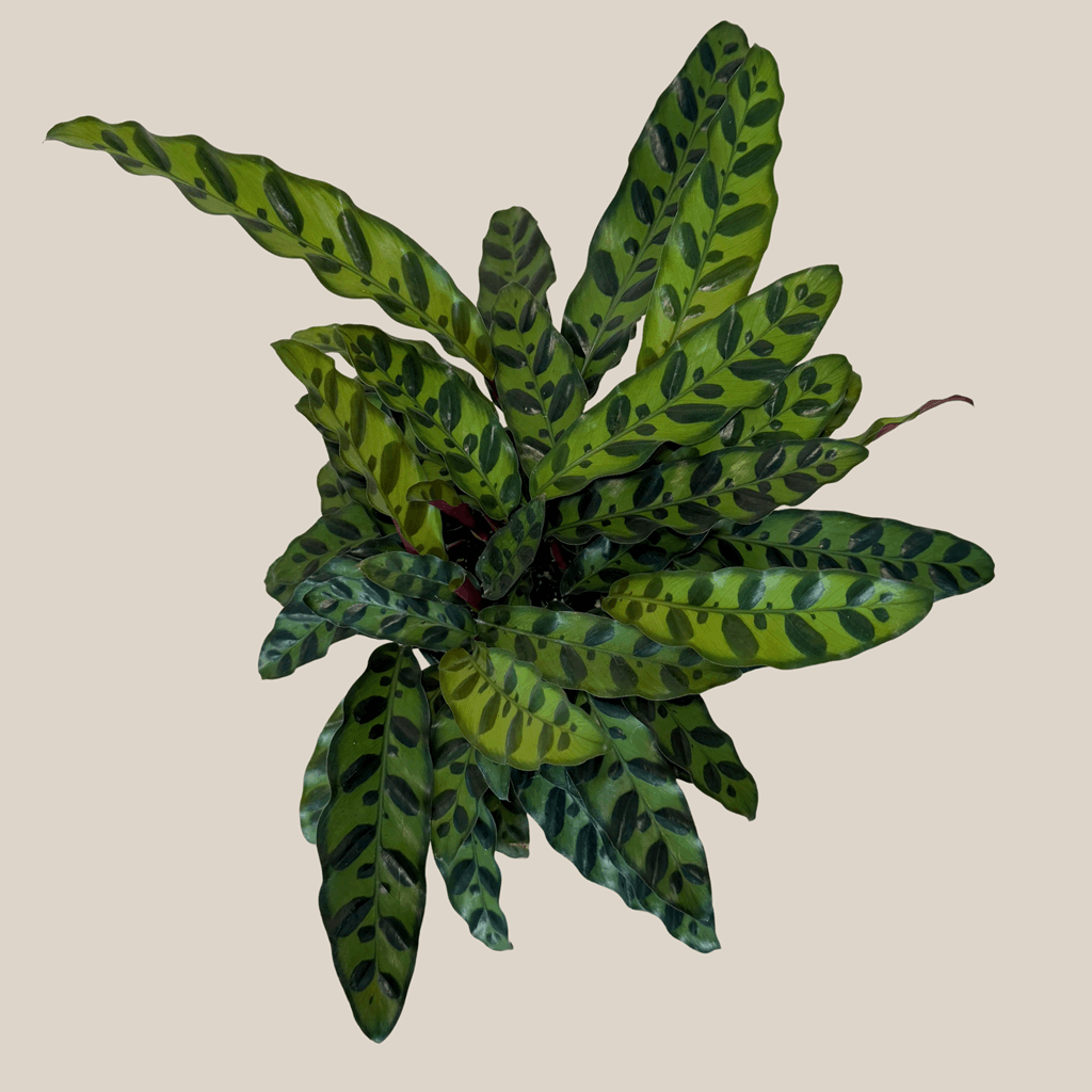 Calathea Rattlesnake (Calathea Lancifolia Goeppertia Insignis) - 6 Inch Indoor Houseplant - Image 4