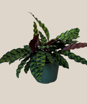 Calathea Rattlesnake (Calathea Lancifolia Goeppertia Insignis) - 6 Inch Indoor Houseplant