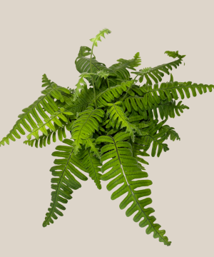 E.T. Footed Fern (Polypodium Formosanum 'Cristatum') - 6 Inch Indoor Houseplant