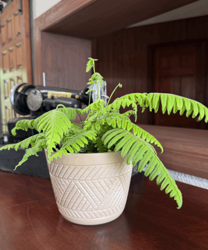 Alternative view of E.T. Footed Fern (Polypodium Formosanum 'Cristatum') - 6 Inch Indoor Houseplant