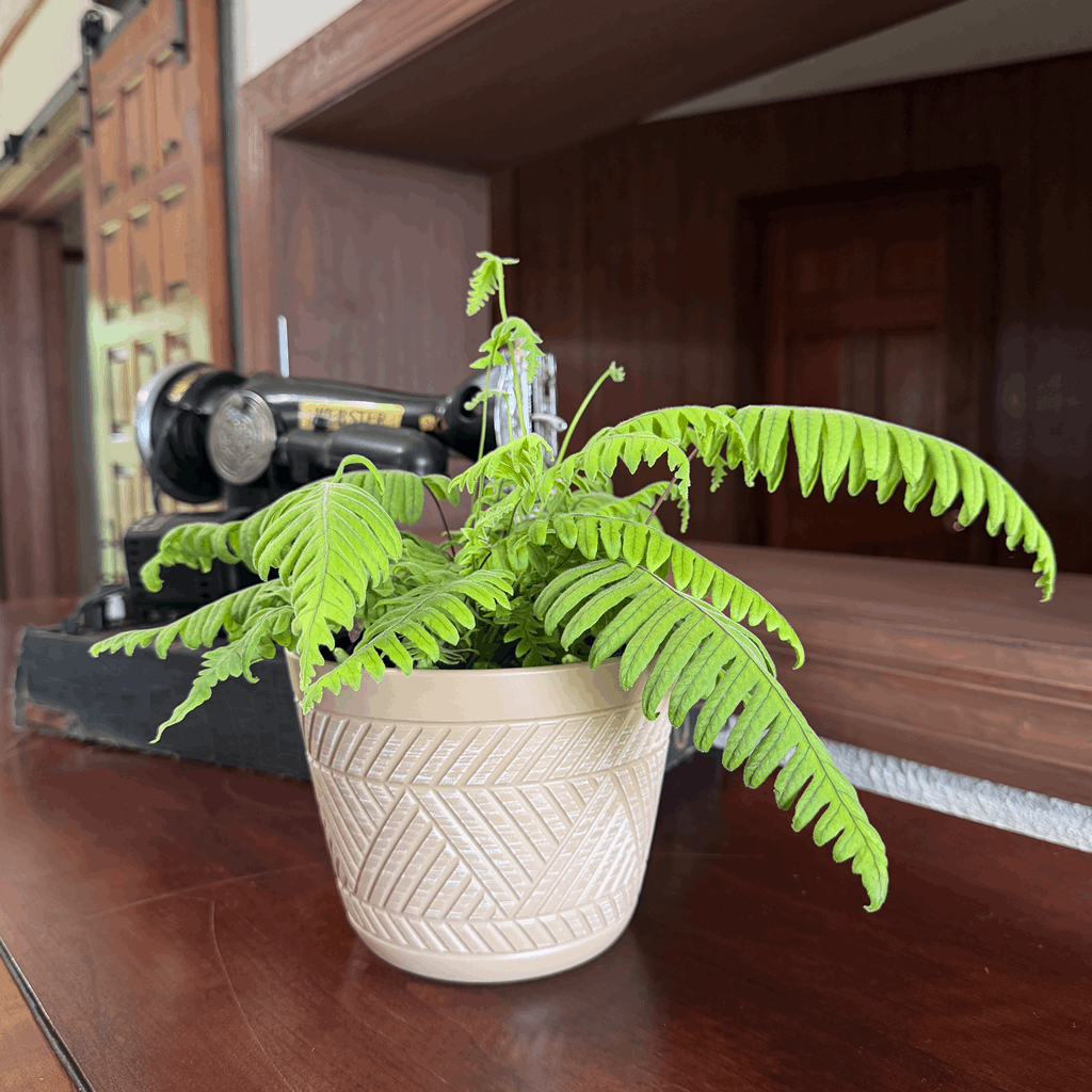E.T. Footed Fern (Polypodium Formosanum 'Cristatum') - 6 Inch Indoor Houseplant - Image 2