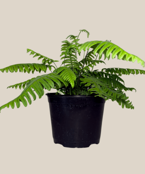 E.T. Footed Fern (Polypodium Formosanum 'Cristatum') - 6 Inch Indoor Houseplant - Image 3