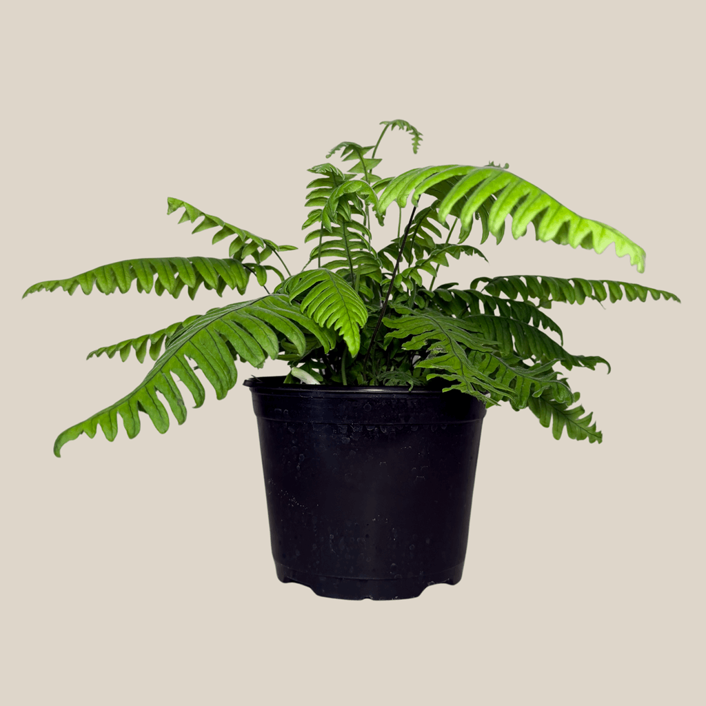 E.T. Footed Fern (Polypodium Formosanum 'Cristatum') - 6 Inch Indoor Houseplant - Image 3