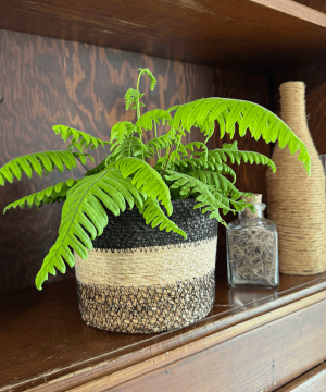 E.T. Footed Fern (Polypodium Formosanum 'Cristatum') - 6 Inch Indoor Houseplant - Image 4