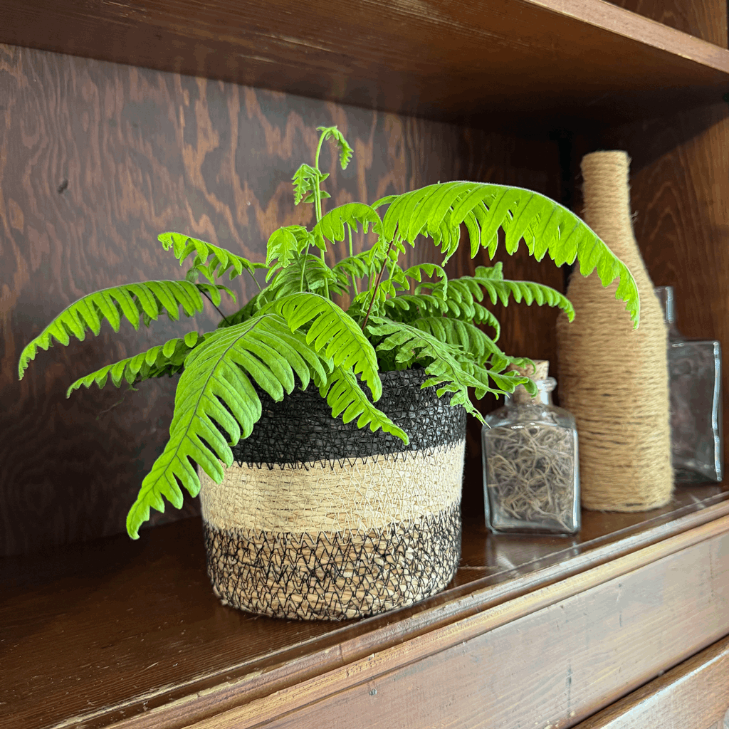 E.T. Footed Fern (Polypodium Formosanum 'Cristatum') - 6 Inch Indoor Houseplant - Image 4