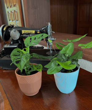 Alternative view of Fern & Foliage Mystery Houseplant 2 Pack - 4 Inch Indoor Houseplants