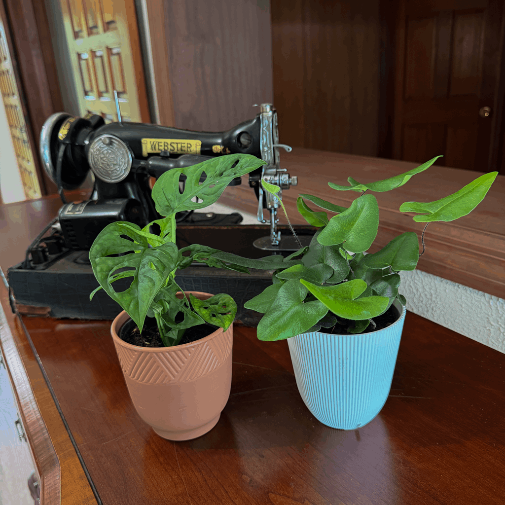 Fern & Foliage Mystery Houseplant 2 Pack - 4 Inch Indoor Houseplants - Image 2