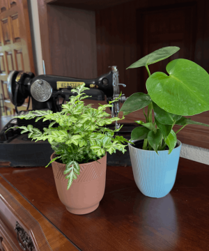 Fern & Foliage Mystery Houseplant 2 Pack - 4 Inch Indoor Houseplants - Image 3