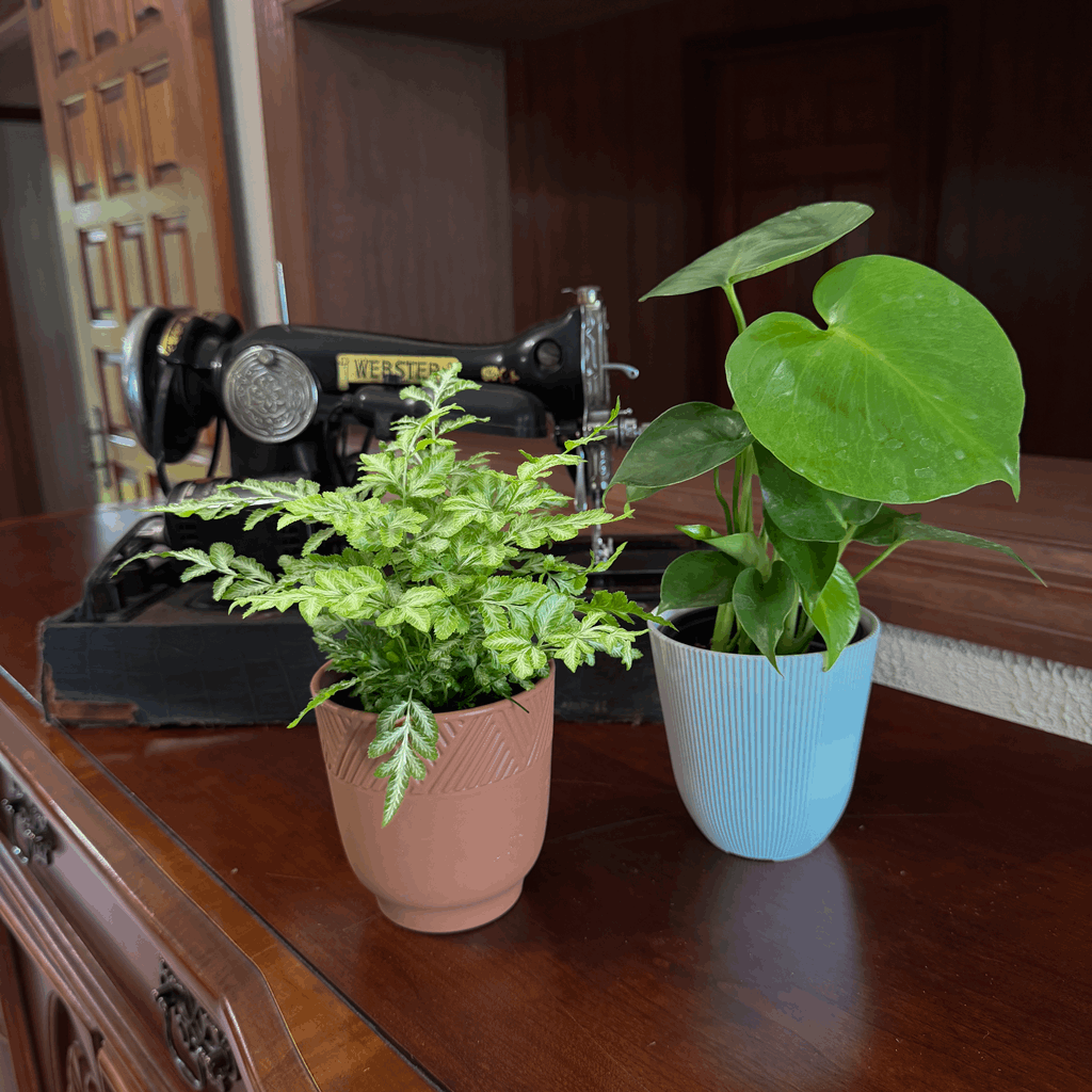 Fern & Foliage Mystery Houseplant 2 Pack - 4 Inch Indoor Houseplants - Image 3