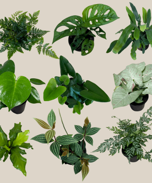 Fern & Foliage Mystery Houseplant 2 Pack - 4 Inch Indoor Houseplants - Image 4