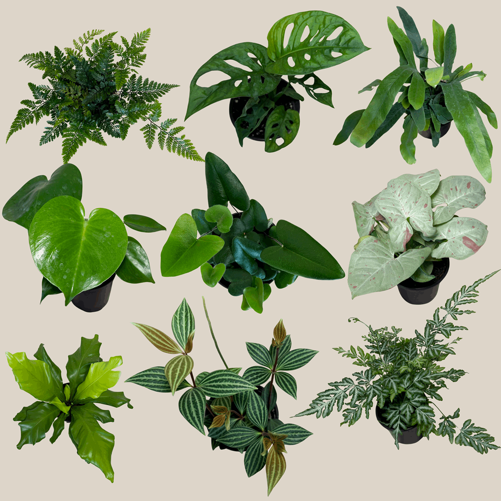Fern & Foliage Mystery Houseplant 2 Pack - 4 Inch Indoor Houseplants - Image 4