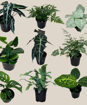 Fern & Foliage Mystery Houseplant 2 Pack - 4 Inch Indoor Houseplants
