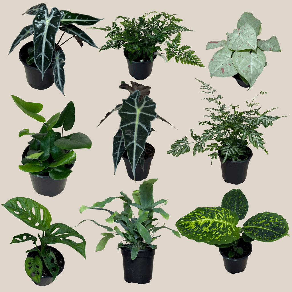 Fern & Foliage Mystery Houseplant 2 Pack - 4 Inch Indoor Houseplants
