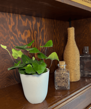 Alternative view of Heart Fern (Hemionitis Arifolia) - 4 Inch Indoor Houseplant