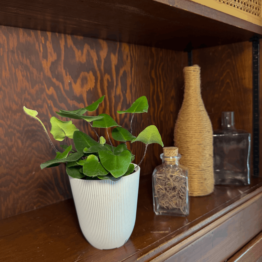 Heart Fern (Hemionitis Arifolia) - 4 Inch Indoor Houseplant - Image 2