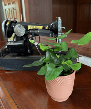 Heart Fern (Hemionitis Arifolia) - 4 Inch Indoor Houseplant - Image 3