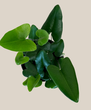 Heart Fern (Hemionitis Arifolia) - 4 Inch Indoor Houseplant - Image 4