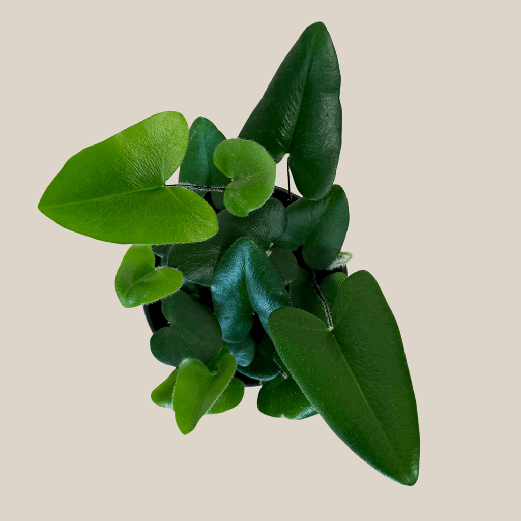 Heart Fern (Hemionitis Arifolia) - 4 Inch Indoor Houseplant - Image 4