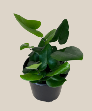Heart Fern (Hemionitis Arifolia) - 4 Inch Indoor Houseplant