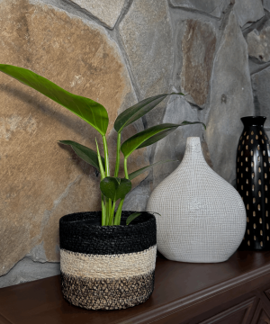 Alternative view of Philodendron Green Congo (Philodendron Tatei 'Congo) - 6 Inch Indoor Houseplant