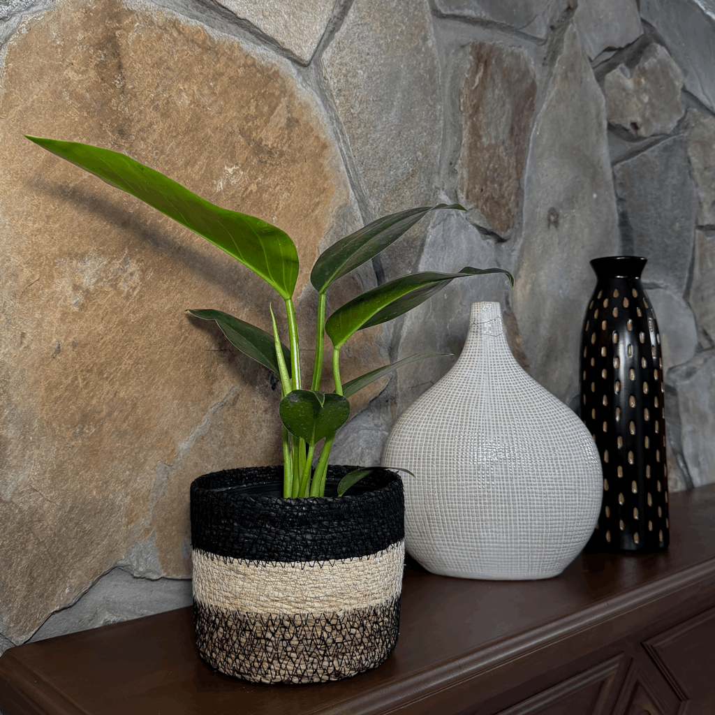 Philodendron Green Congo (Philodendron Tatei 'Congo) - 6 Inch Indoor Houseplant - Image 2