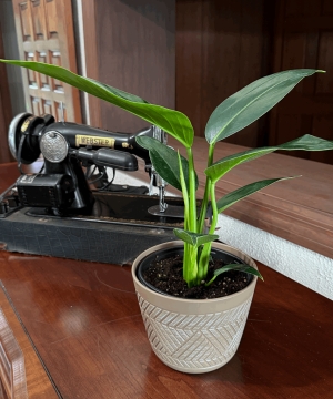 Philodendron Green Congo (Philodendron Tatei 'Congo) - 6 Inch Indoor Houseplant - Image 3