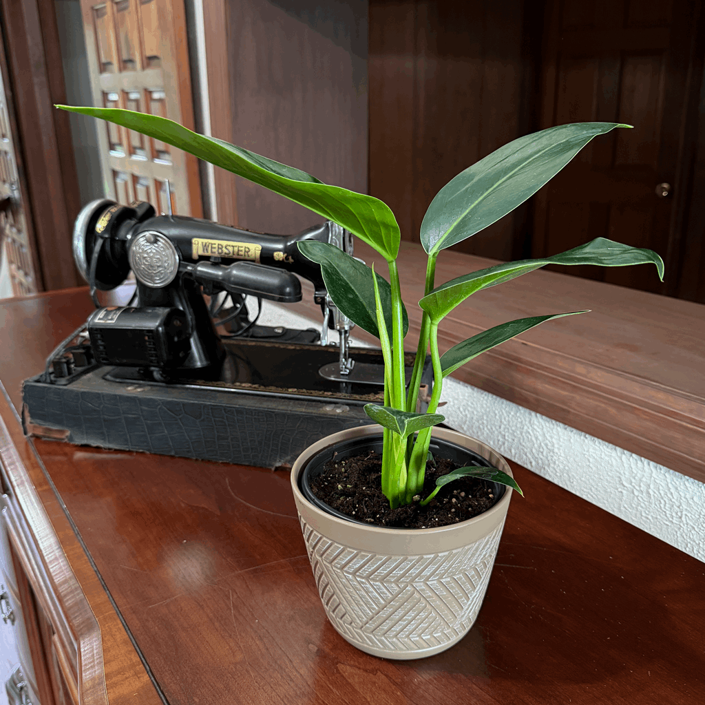 Philodendron Green Congo (Philodendron Tatei 'Congo) - 6 Inch Indoor Houseplant - Image 3