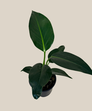 Philodendron Green Congo (Philodendron Tatei 'Congo) - 6 Inch Indoor Houseplant - Image 4