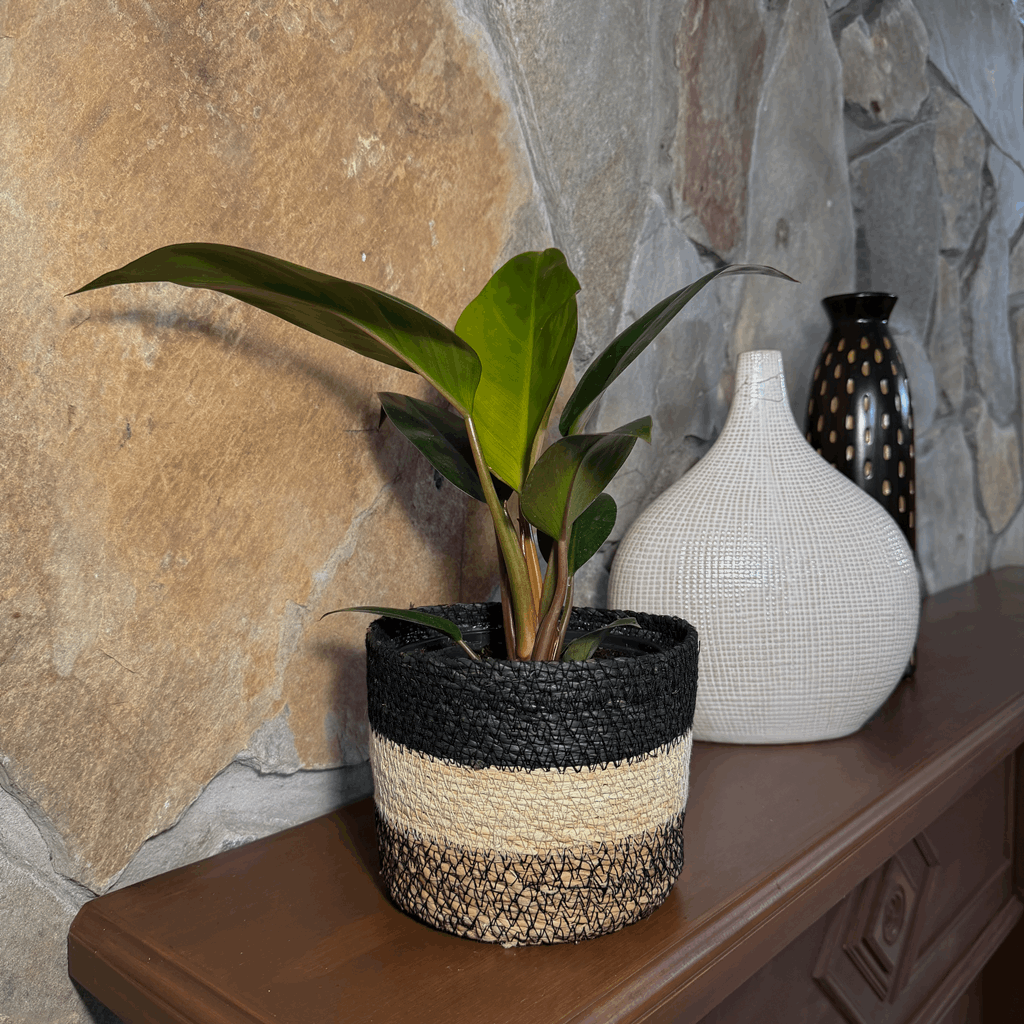 Philodendron Rojo Congo (Philodendron Tatei 'Congo Rojo) - 6 Inch Indoor Houseplant - Image 2