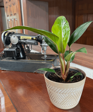 Philodendron Rojo Congo (Philodendron Tatei 'Congo Rojo) - 6 Inch Indoor Houseplant - Image 3