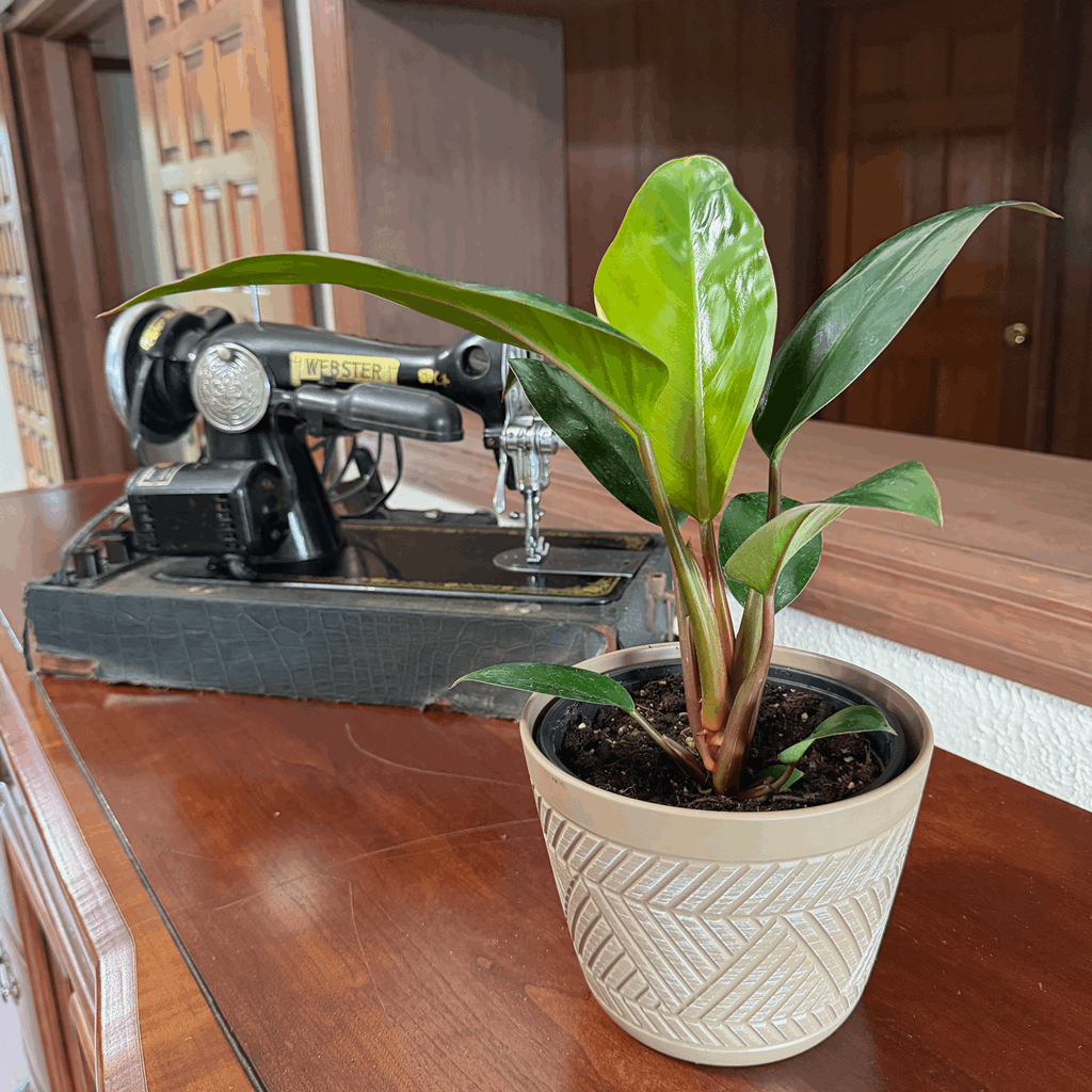 Philodendron Rojo Congo (Philodendron Tatei 'Congo Rojo) - 6 Inch Indoor Houseplant - Image 3
