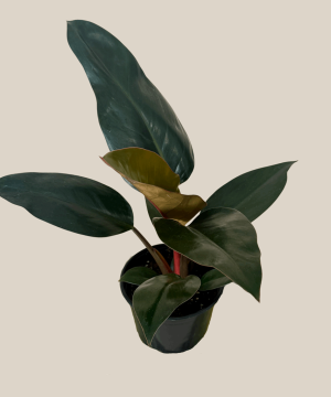 Philodendron Rojo Congo (Philodendron Tatei 'Congo Rojo) - 6 Inch Indoor Houseplant - Image 4