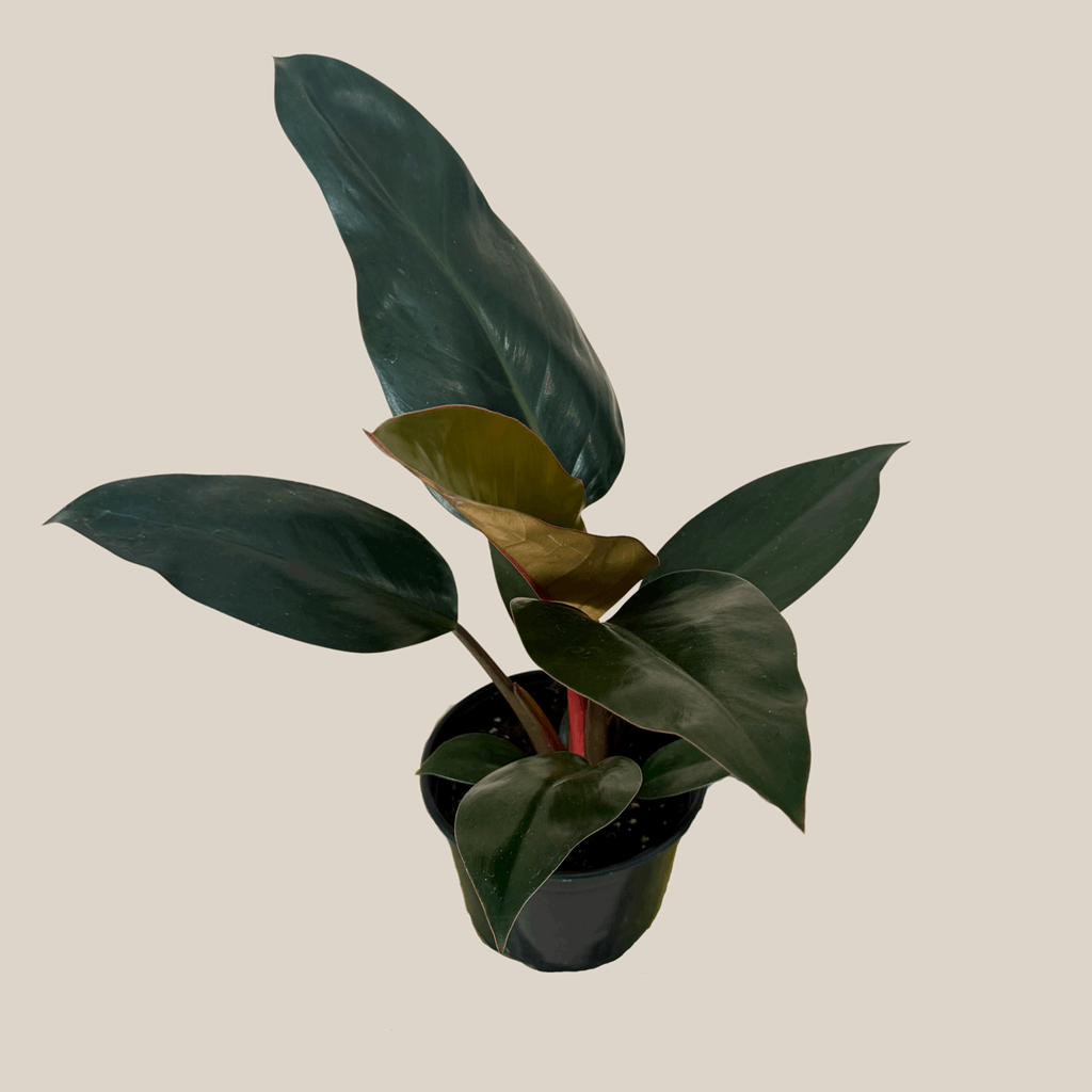 Philodendron Rojo Congo (Philodendron Tatei 'Congo Rojo) - 6 Inch Indoor Houseplant - Image 4