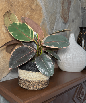 Alternative view of Ruby Rubber Plant (Ficus Elastica 'Ruby') - 6 Inch Indoor Houseplant