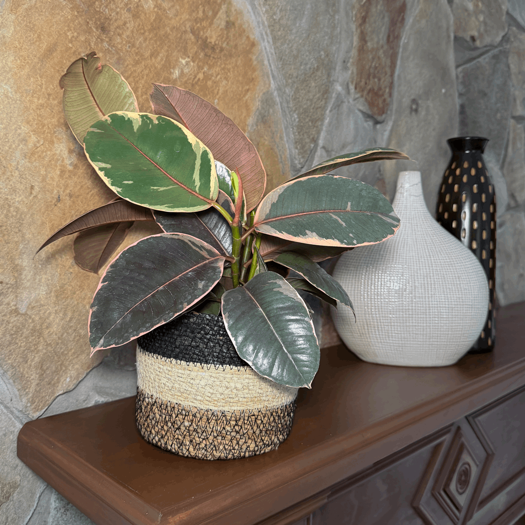Ruby Rubber Plant (Ficus Elastica 'Ruby') - 6 Inch Indoor Houseplant - Image 2