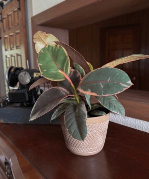 Ruby Rubber Plant (Ficus Elastica 'Ruby') - 6 Inch Indoor Houseplant - Image 3