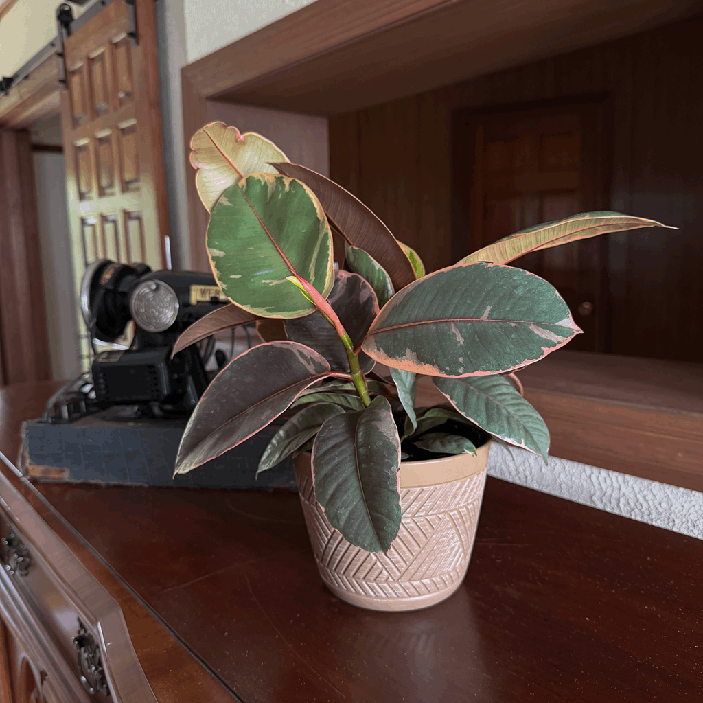 Ruby Rubber Plant (Ficus Elastica 'Ruby') - 6 Inch Indoor Houseplant - Image 3